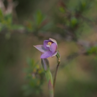 Thelymitra pauciflora (Slender Sun Orchid) at Tennent, ACT - 27 Oct 2021 by BarrieR