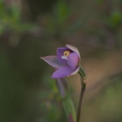 Thelymitra pauciflora at Tennent, ACT - 28 Oct 2021