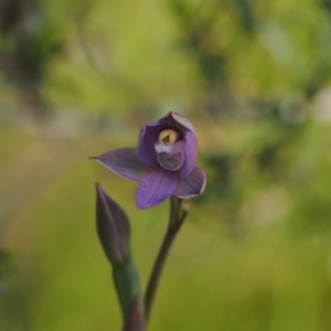 Thelymitra pauciflora at Tennent, ACT - suppressed