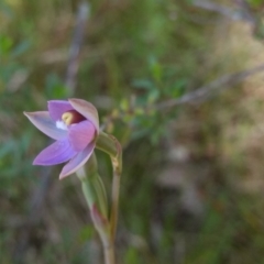 Thelymitra pauciflora at Tennent, ACT - 28 Oct 2021