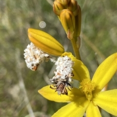 Heliocosma (genus - immature) (A tortrix or leafroller moth) at Mount Taylor - 24 Oct 2021 by AJB