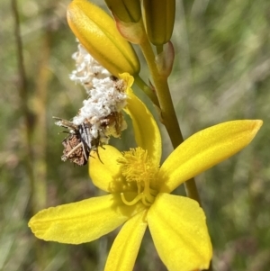 Heliocosma (genus - immature) at Mount Taylor - suppressed