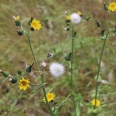 Sonchus oleraceus (Annual Sowthistle) at Wodonga - 29 Oct 2021 by KylieWaldon