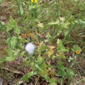 Sonchus oleraceus at Wodonga, VIC - 29 Oct 2021