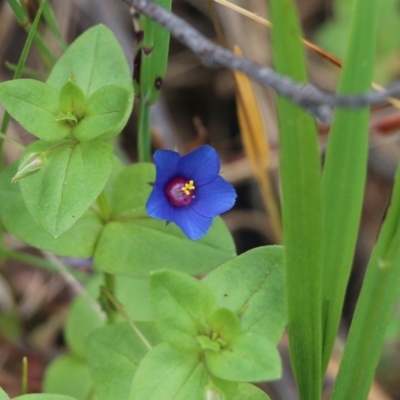 Lysimachia loeflingii (Blue Pimpernel) at Wodonga, VIC - 29 Oct 2021 by KylieWaldon