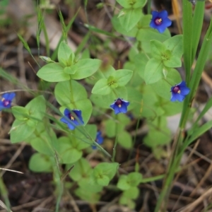 Lysimachia loeflingii at Jack Perry Reserve - 29 Oct 2021