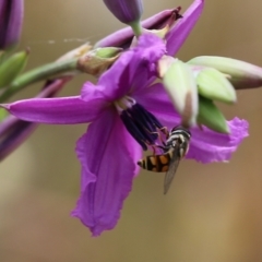 Syrphini (tribe) (Unidentified syrphine hover fly) at Wodonga, VIC - 29 Oct 2021 by KylieWaldon