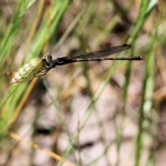 Austrolestes leda (Wandering Ringtail) at Jack Perry Reserve - 29 Oct 2021 by KylieWaldon