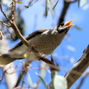 Manorina melanocephala at Wodonga, VIC - 29 Oct 2021 01:00 PM