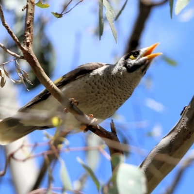 Manorina melanocephala (Noisy Miner) at Wodonga, VIC - 29 Oct 2021 by KylieWaldon