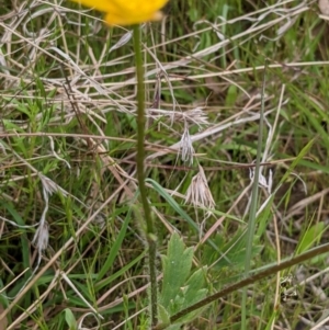 Ranunculus lappaceus at Throsby, ACT - 28 Oct 2021