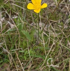 Ranunculus lappaceus at Throsby, ACT - 28 Oct 2021