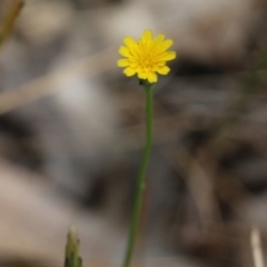 Hypochaeris glabra (Smooth Catsear) at Wodonga - 29 Oct 2021 by KylieWaldon