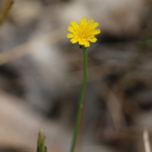 Hypochaeris glabra at Wodonga, VIC - 29 Oct 2021