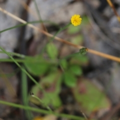 Hypochaeris glabra at Wodonga, VIC - 29 Oct 2021 01:14 PM