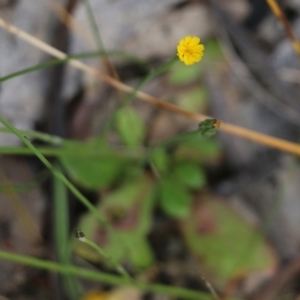 Hypochaeris glabra at Wodonga, VIC - 29 Oct 2021