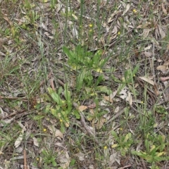 Hypochaeris glabra at Wodonga, VIC - 29 Oct 2021