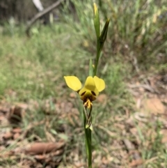 Diuris sulphurea (Tiger orchid) at Ainslie, ACT - 29 Oct 2021 by DGilbert