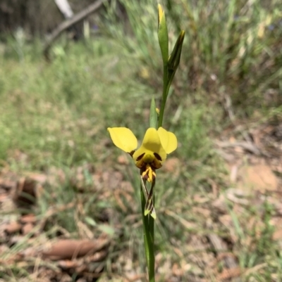 Diuris sulphurea (Tiger Orchid) at Ainslie, ACT - 29 Oct 2021 by DGilbert
