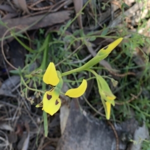 Diuris sulphurea at Ainslie, ACT - 29 Oct 2021