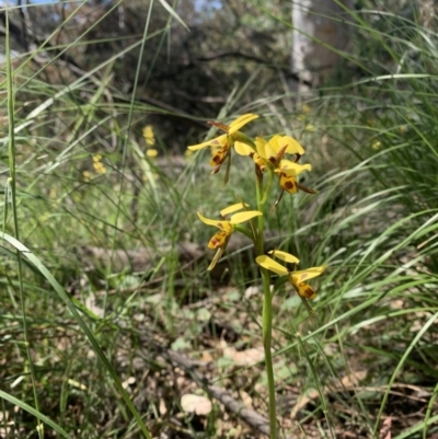 Diuris sulphurea (Tiger Orchid) at Mount Ainslie - 29 Oct 2021 by DGilbert