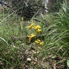 Diuris sulphurea at Ainslie, ACT - suppressed