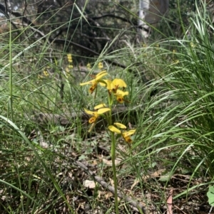 Diuris sulphurea at Ainslie, ACT - suppressed