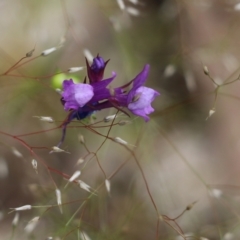 Linaria pelisseriana (Pelisser's Toadflax) at Wodonga - 29 Oct 2021 by KylieWaldon