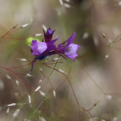 Linaria pelisseriana (Pelisser's Toadflax) at Wodonga - 29 Oct 2021 by KylieWaldon