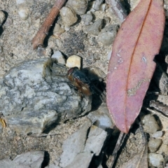 Calliphora augur (Lesser brown or Blue-bodied blowfly) at Wodonga, VIC - 29 Oct 2021 by KylieWaldon