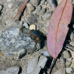 Calliphora augur at Wodonga, VIC - 29 Oct 2021