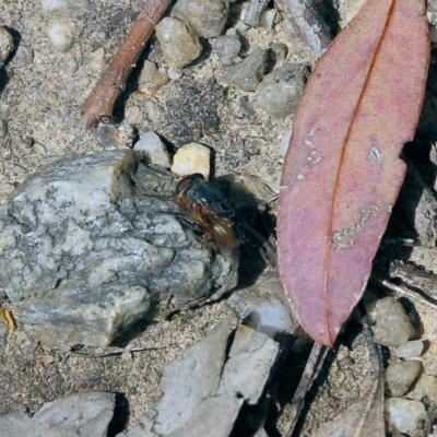 Calliphora augur (Lesser brown or Blue-bodied blowfly) at Jack Perry Reserve - 29 Oct 2021 by KylieWaldon