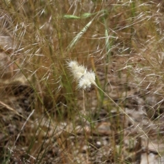 Rytidosperma sp. (Wallaby Grass) at Jack Perry Reserve - 29 Oct 2021 by KylieWaldon