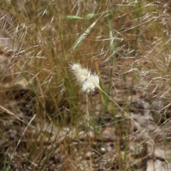 Rytidosperma sp. (Wallaby Grass) at Wodonga, VIC - 29 Oct 2021 by KylieWaldon