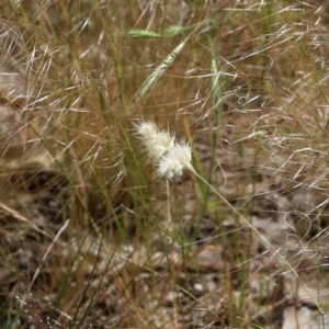 Rytidosperma sp. at Wodonga, VIC - 29 Oct 2021 01:04 PM