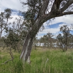 Eucalyptus blakelyi (Blakely's Red Gum) at Mulligans Flat - 28 Oct 2021 by abread111