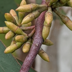 Eucalyptus blakelyi at Throsby, ACT - 28 Oct 2021