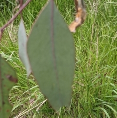 Eucalyptus blakelyi at Throsby, ACT - 28 Oct 2021 11:24 AM