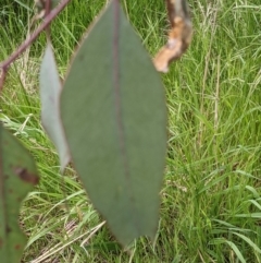 Eucalyptus blakelyi at Throsby, ACT - 28 Oct 2021