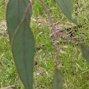 Eucalyptus blakelyi at Throsby, ACT - 28 Oct 2021