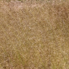 Austrostipa sp. (A Corkscrew Grass) at Wodonga, VIC - 29 Oct 2021 by KylieWaldon