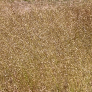 Austrostipa sp. at Wodonga, VIC - 29 Oct 2021