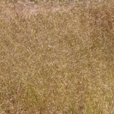 Austrostipa sp. (A Corkscrew Grass) at Jack Perry Reserve - 29 Oct 2021 by KylieWaldon