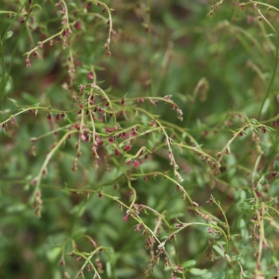 Gonocarpus tetragynus (Common Raspwort) at Wodonga - 29 Oct 2021 by KylieWaldon