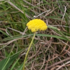 Craspedia sp. (Billy Buttons) at Mulligans Flat - 28 Oct 2021 by abread111