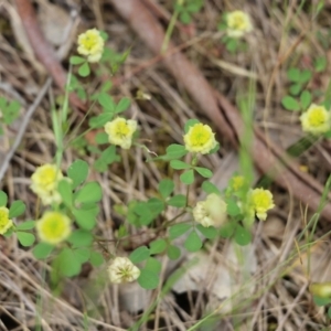 Trifolium campestre at Wodonga, VIC - 29 Oct 2021