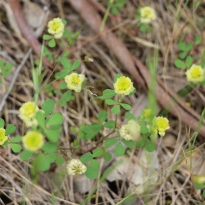 Trifolium campestre (Hop Clover) at Wodonga - 29 Oct 2021 by KylieWaldon