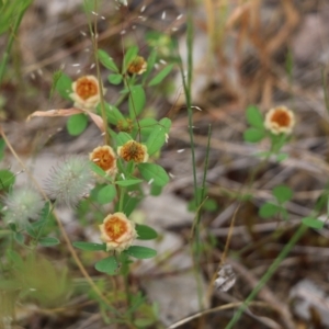 Trifolium campestre at Wodonga, VIC - 29 Oct 2021