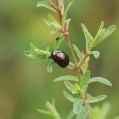 Chrysolina quadrigemina (Greater St Johns Wort beetle) at Jack Perry Reserve - 29 Oct 2021 by KylieWaldon