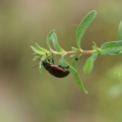 Chrysolina quadrigemina at Wodonga, VIC - 29 Oct 2021